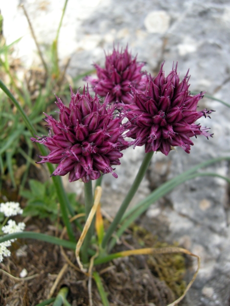 Allium sphaerocephalon